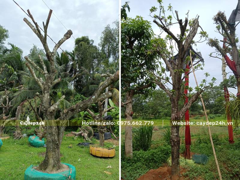 Cây Hồng Xiêm cổ thụ gốc khủng, đường kính bầu 60 - 70cm