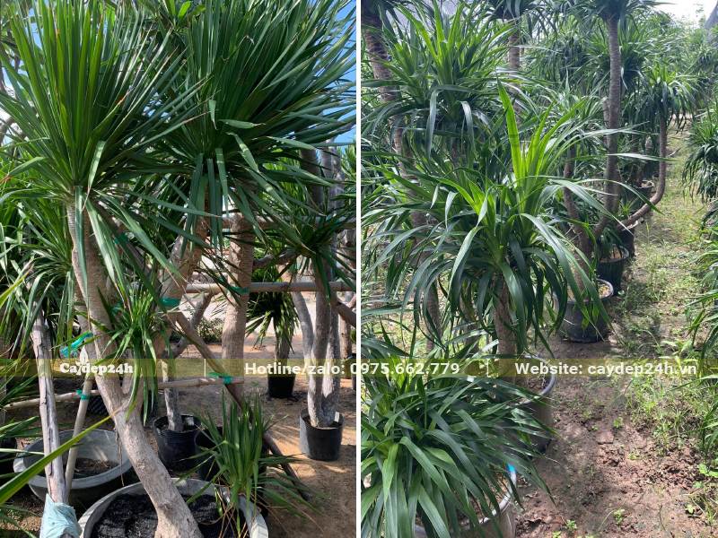 Phát Tài Núi trưởng thành, tán lá đẹp, đã trồng sẵn trong chậu