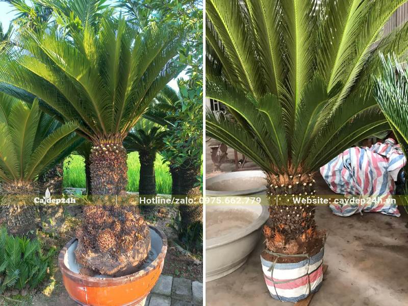 Vạn Tuế lâu năm đường kính bầu 35 - 40cm