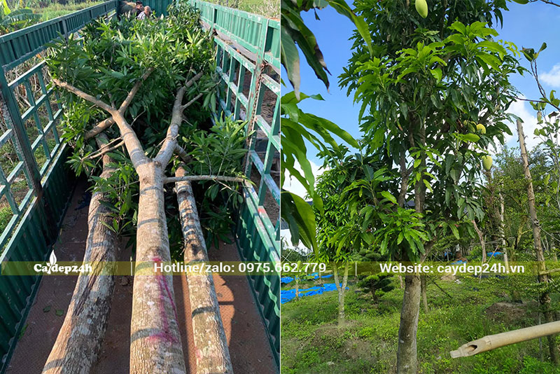 Thi công trồng cây Xoài cho khu công nghiệp số lượng hơn 200 cây