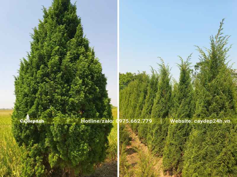 Tùng Tháp được cắt tỉa gọn gàng, tạo dáng đẹp và đồng đều