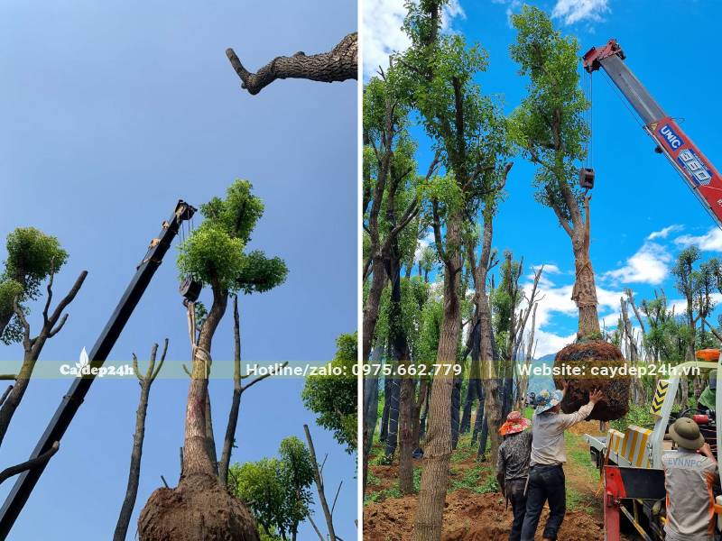 Công nhân đang di chuyển cây Long Não vào hố trồng với sự trợ giúp của máy cẩu