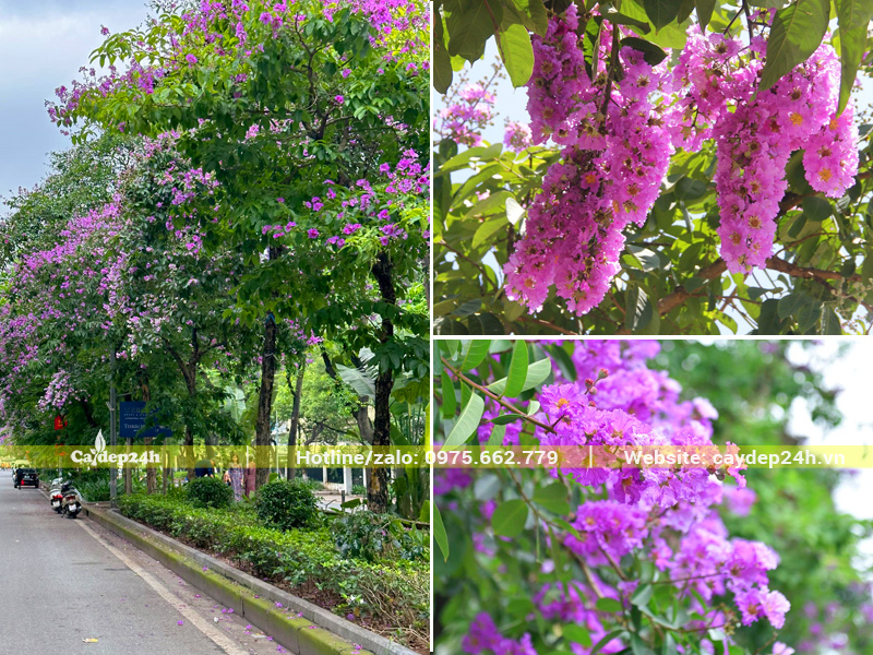 Bằng lăng trồng dải phân cách đường phố, hoa nở rực rỡ tạo không gian sinh động