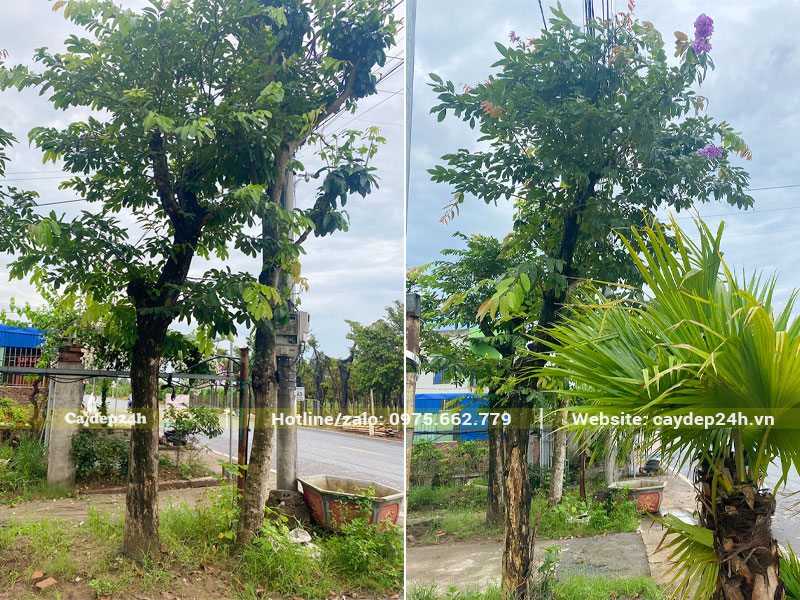 Bán cây hoa Bằng Lăng cổ thụ đk gốc lên tới 25cm