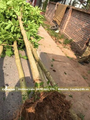 Bằng Lăng đk thân 10cm cao 4m