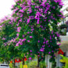 Cây hoa Bằng Lăng Tím trồng đường phố, chiều cao hơn 4m