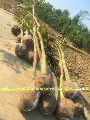 Chục cây Bằng Lăng Tím bứng thẳng, đã đốn tỉa tay cành
