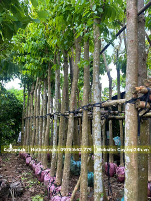 Hàng tuyển chọn, thoát thân 4 - 5m