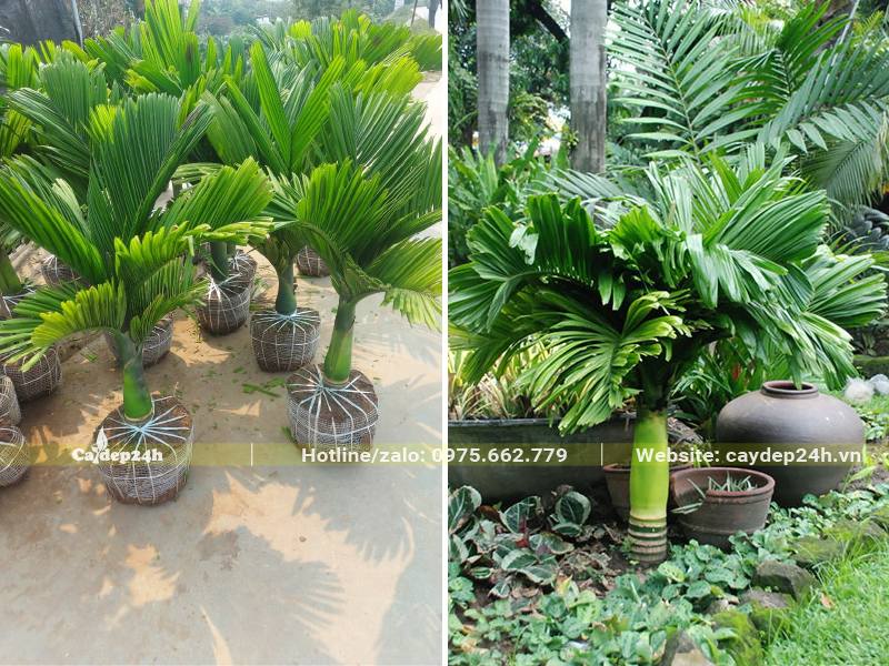 Cau Lùn nguyên bầu chiều cao khoảng 60 - 80cm