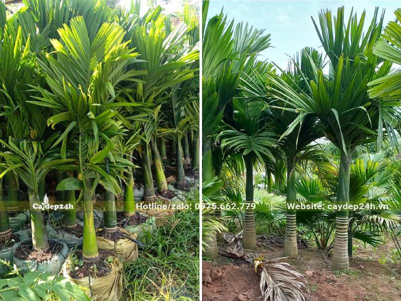 Hai khu vườn dưỡng cây Cau Lùn một bên dâm ủ bầu chìm và một bên đánh thẳng