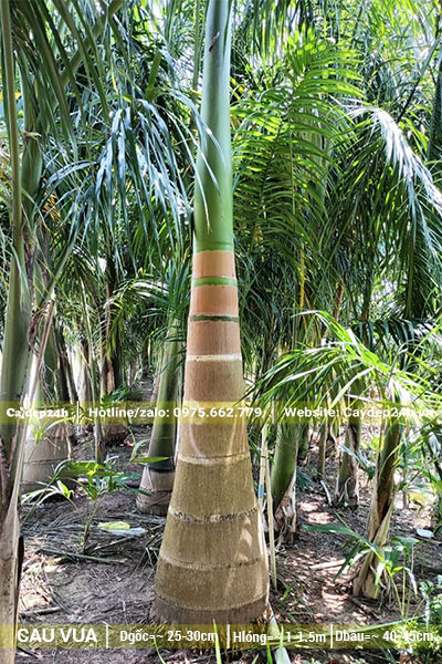Cau Vua lộ thân cao từ 0,5 - 1m