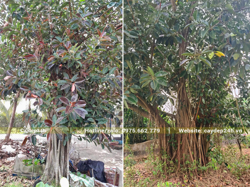 Hình ảnh hai cây đa búp đỏ lâu năm, vanh 200 - 300cm