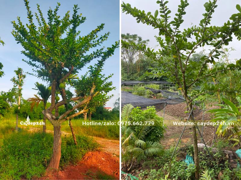 Hình ảnh cây Đào Tiên trường thọ dâm ủ lâu năm, cành lá đẹp