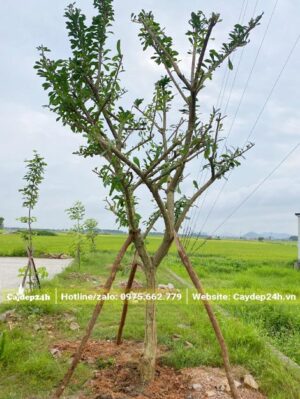 Cây mới trồng được đỡ bằng 3 cọc bạch đàn
