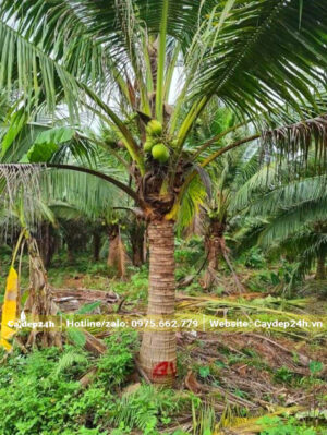 CÂY DỪA CÔNG TRÌNH