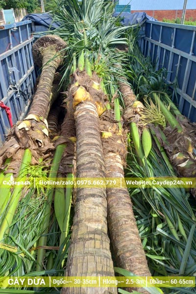 Xếp hàng chục cây dừa công trình lóng thân cao 3m lên thùng xe tải