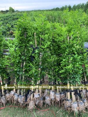 Nguỵet Quế giống chiều cao khoảng 80 - 100cm, cây giống nguyên bầu bứng tại vườn