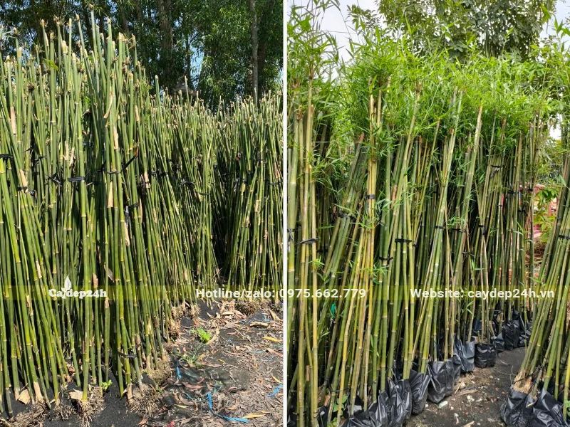 Nhà vườn có sẵn số lượng lớn cây Trúc Cần Câu dâm ủ dưới đất và dâm ủ sẵn trong bầu