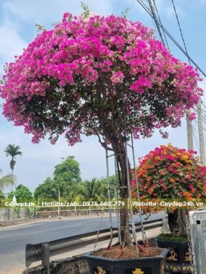 Hoa giấy màu hồng, đường kính gốc khoảng 10cm