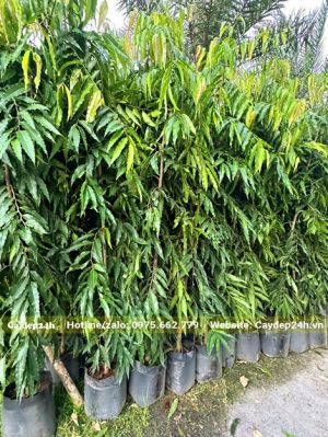 Cây Hoàng Nam nhỏ, chiều cao 1m5, đường kính gốc 3cm