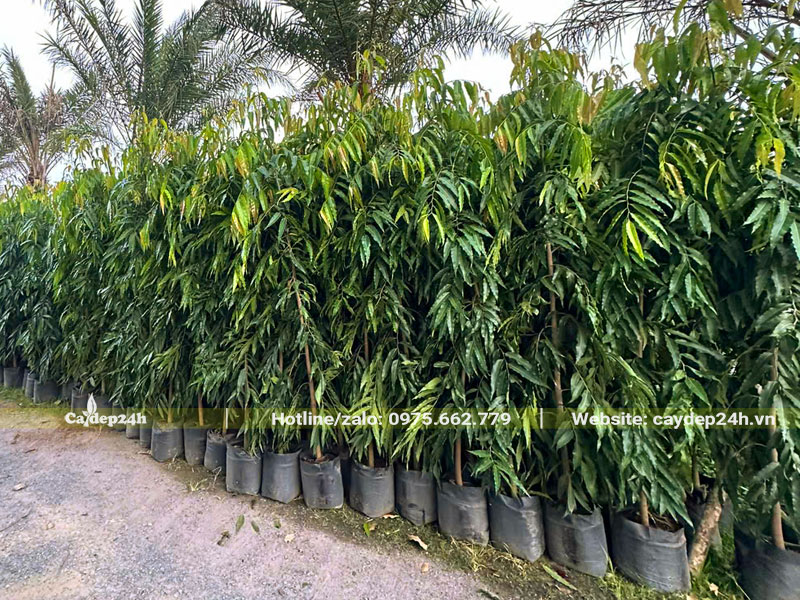Cây Hoàng Nam cao 1m5, đưỡng bầu lâu năm