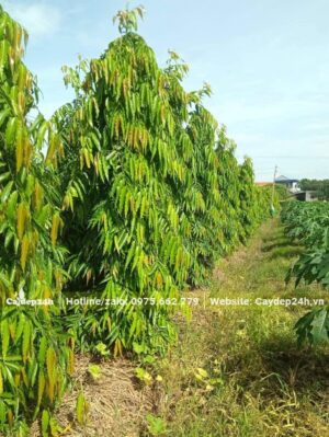 Vườn cây Hoàng Nam mới lớn, chiều cao khoảng 2 - 2,5m