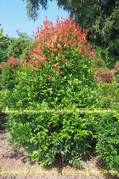 Cây Hồng Lộc cao 1,2m có tán hình nón đẹp