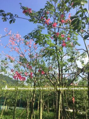 Vườn Mỹ Nhân trưởng thành, đã cho 2 - 3 vụ hoa