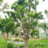 Cây Hồng Xiêm lâu năm, dưỡng ủ kỹ, tay cành tỉa đẹp đang ra lá mới