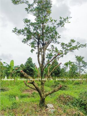 Đốn tỉa cành để chính dáng và giúp cây Hồng Xiêm trẻ hóa bộ tán