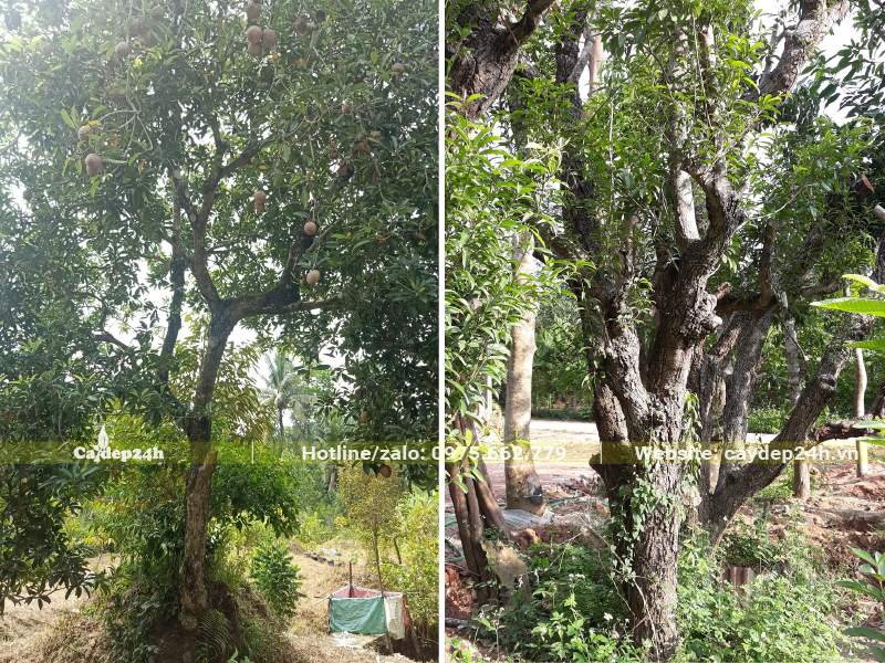 Cây Hồng Xiêm đánh thẳng, hàng lâu năm và hàng cổ thụ gốc khủng