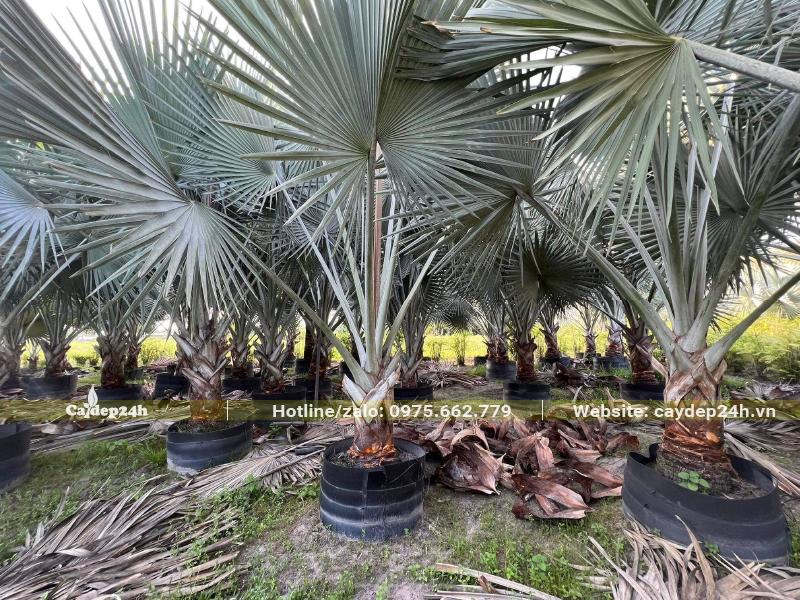 Vườn cây giống Kè Bạc bắt đầu lộ thân, cành lá đẹp