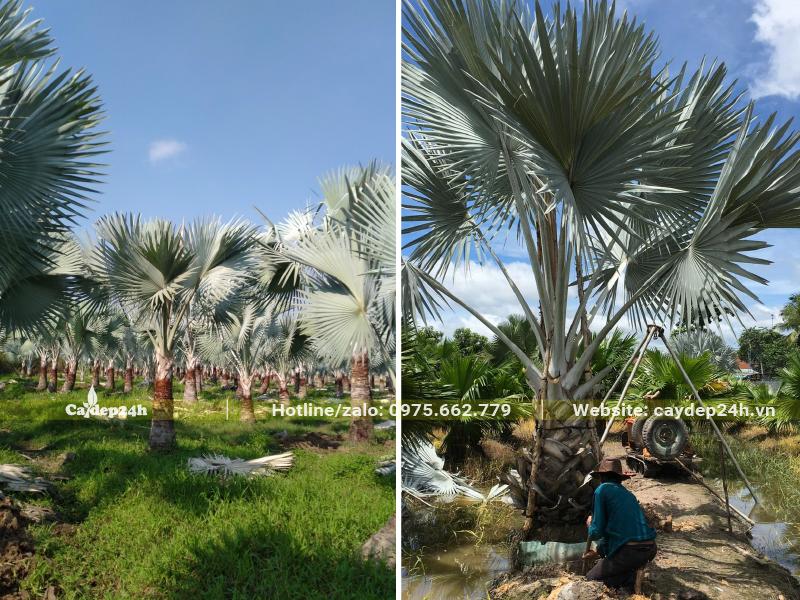 Bứng cây Kè Bạc đã dâm ủ lâu năm