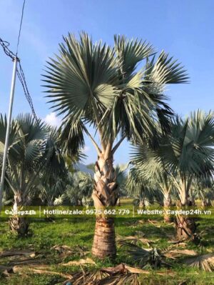 Kè Bạc Mỹ lóng cao 1m, thoát thân cao đến 1,5m