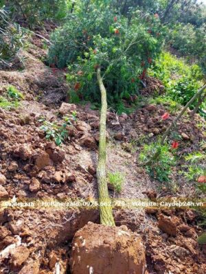 Cây Liễu Đỏ vừa mới bứng bầu, đk gốc khoảng 10cm