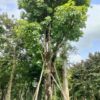 Cây Lộc Vừng lâu năm tán đẹp, dâm ủ trong bầu nổi