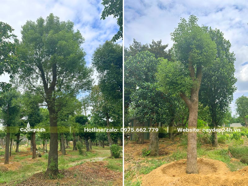 Những cây Long Não mới dâm ủ, chiều cao 6 - 7m