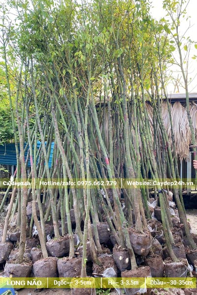 Khoảng 50 cây Long não đánh thẳng đã bọc bầu, đk gốc tầm 3cm