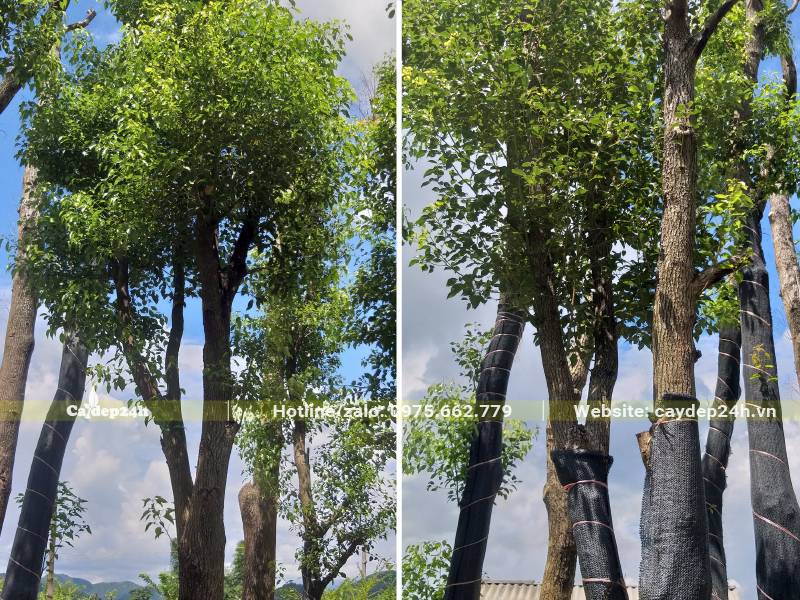 Long não công trình cao gần 5m, đk thân 20cm đo cách gốc 1m