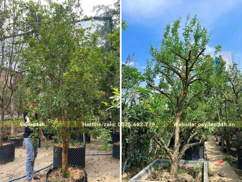 Vườn cây Lựu ta dâm ủ, chiều cao khoảng 2 - 2,5m