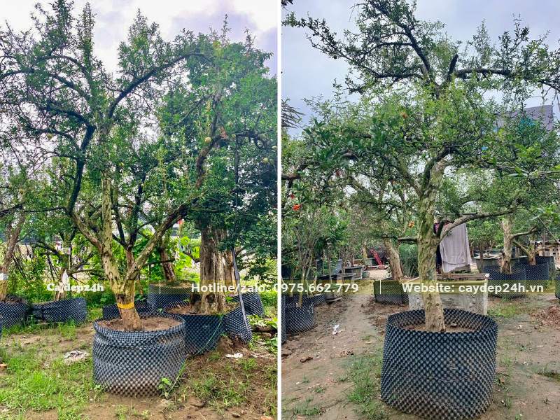 Dưỡng ủ số lượng lớn cây Lựu trong bầu nổi
