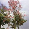 Cây Mỹ Nhân cổ thụ cao 5 - 6m, hoa nở rực rỡ