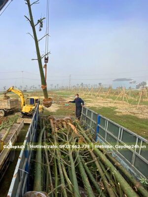 Xe cần cẩu đang đưa cây Mỹ Nhân từ xe đến hố trồng
