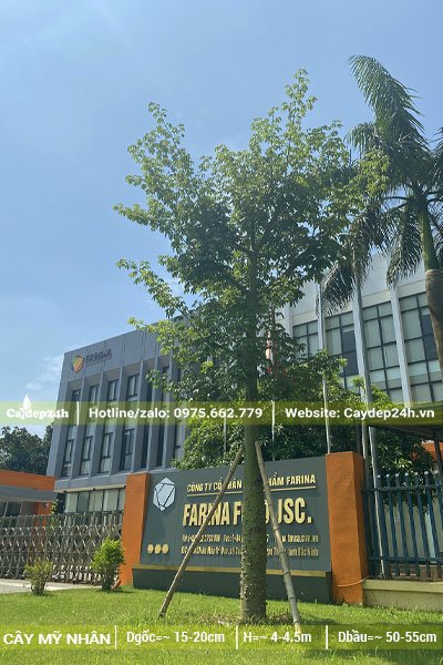 Trồng cây Mỹ Nhân trước cổng một công ty tại Bắc Ninh