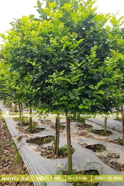 Vườn Nguyệt Quế trưởng thành, chăm sóc, cắt tỉa tán tròn