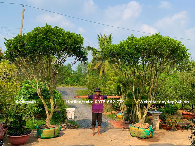 Nguyệt Quế lâu năm cao hơn 3m