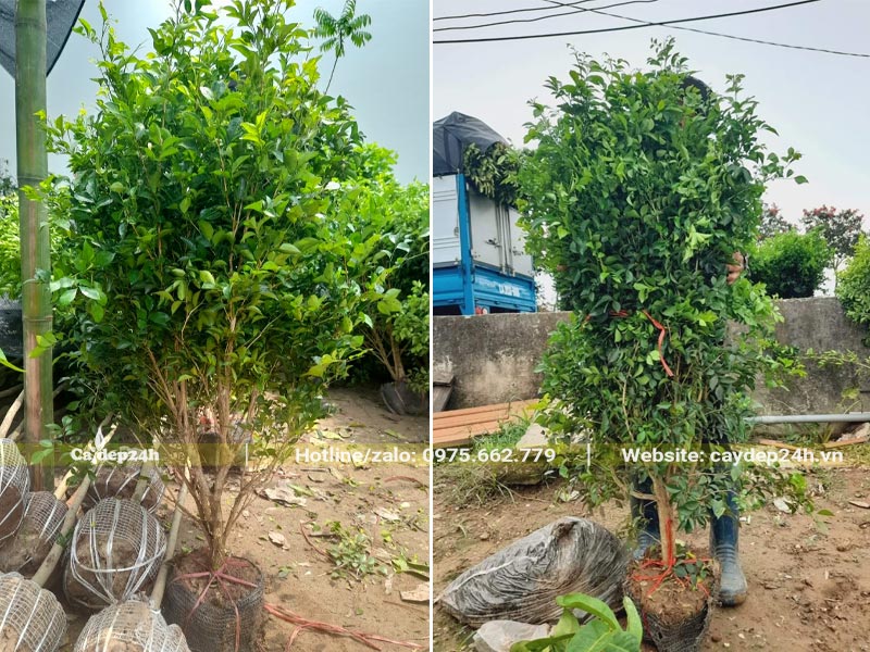 Nguyệt Quế lâu năm, dâm ủ bầu nổi tại vườn
