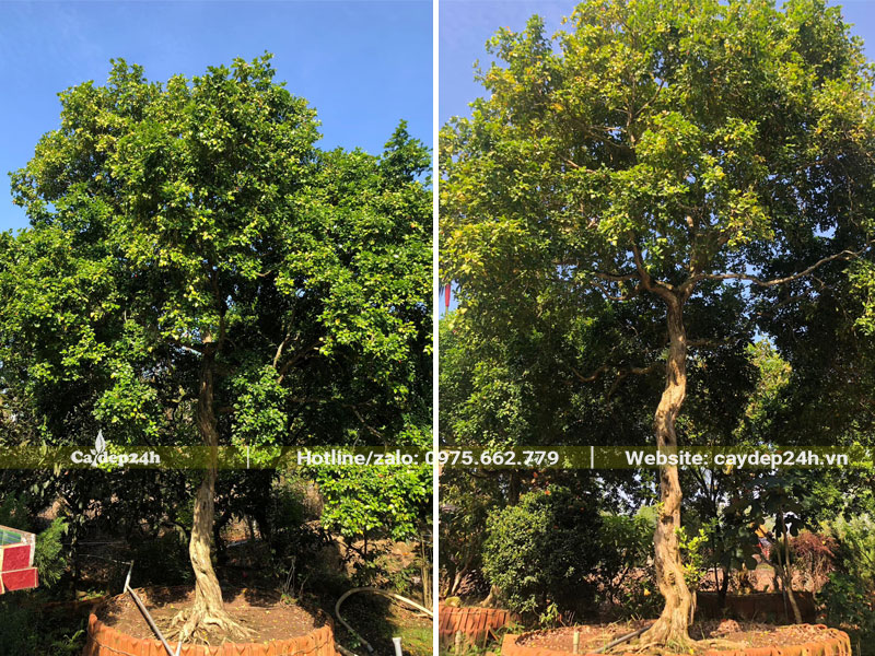 Nguyệt Quế dâm ủ trong bầu nổi chiều cao 2,5 - 3m
