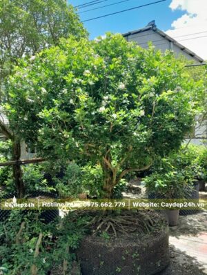 Gốc Nguyệt Quế cổ thụ, đã dâm ủ lâu năm