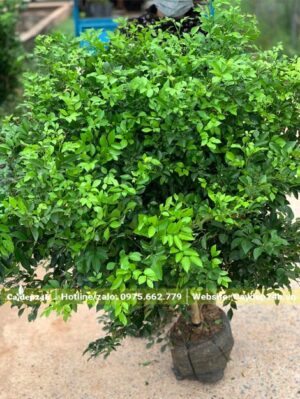 Cây cao khoảng 80cm, đường kính bầu 20cm